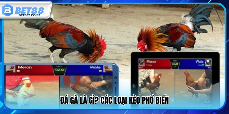 Bật Mí Top Mẹo Chơi Đá Gà Tăng Tỷ Lệ Thắng Mỗi Ngày 2 Đá gà là gì và những kèo cược phổ biến hiện nay